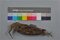 藏品(針尾鷸)的圖片